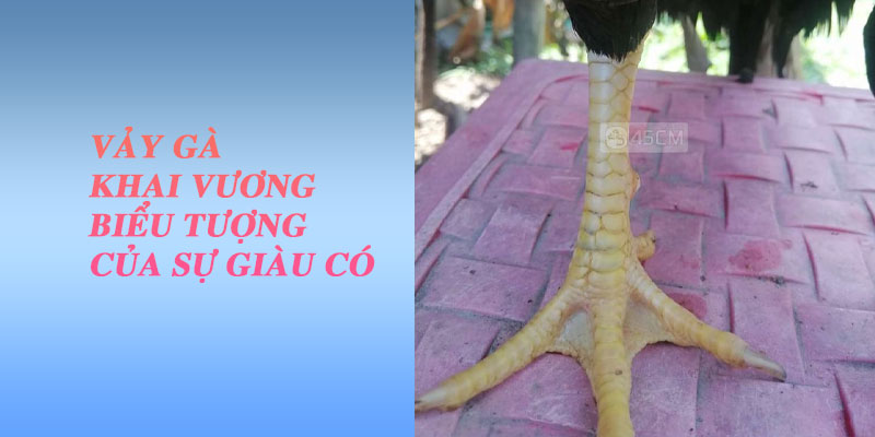 Vảy gà khai vương biểu tượng của sự giàu có